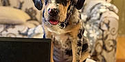 Deacon is registered to the contest to win money with this photo: puppy, dog, laptop, blanket, couch, indoor, pet, sitting, tongue_out, furniture, home, cozy, patterned, black, brown, white, cute, collar, table, living_room