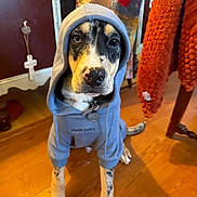 Deacon is registered to the contest to win money with this photo: animal, blue_hoodie, canine, collar, cozy, cute, dog, floor, furniture, home_interior, hoodie, indoor, looking_at_camera, orange_blanket, pet, portrait, quilt, sitting, tag, wooden_floor
