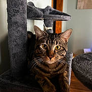 Lenny is registered to the contest to win money with this photo: cat, tabby, pet, indoor, cat_tree, feline, fur, whiskers, yellow_eyes, plush, resting, curious, animal, household, cozy, wooden_floor, gray, portrait, closeup, domestic