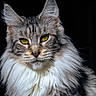 cat, fluffy, long_hair, portrait, animal, pet, feline, yellow_eyes, close_up, whiskers, gray_fur, white_fur, majestic, looking_at_camera, isolated, dark_background, soft_light, cute, indoor, alert