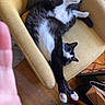 cat, black_and_white, stretching, paw_pads, armchair, yellow_furniture, cushion, indoor, relaxed, cozy, wooden_floor, pink_paws, feline, pet, household, casual, candid, fur, resting, living_room