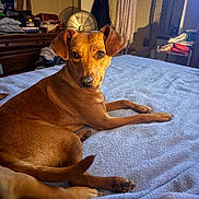 Belle joined the competition — help win amazing prizes! dog, brown_dog, pet, bed, blanket, bedding, paws, tail, portrait, looking_at_camera, indoor, cozy, dresser, fan, curtains, soft_light, rumpled, sleepy, domestic, home