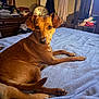 dog, brown_dog, pet, bed, blanket, bedding, paws, tail, portrait, looking_at_camera, indoor, cozy, dresser, fan, curtains, soft_light, rumpled, sleepy, domestic, home