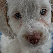 Mika is registered to the contest to win money with this photo: puppy, dog, close_up, white_fur, cute, pet, animal, portrait, nose, eyes, fluffy, young, mammal, face, looking, soft_focus, indoors, adorable, fur, canine
