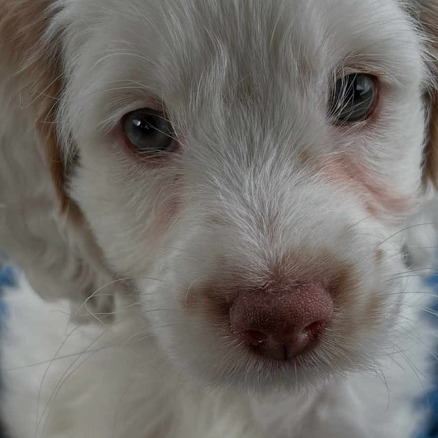 Mika is registered to the contest to win money with this photo: puppy, dog, close_up, white_fur, cute, pet, animal, portrait, nose, eyes, fluffy, young, mammal, face, looking, soft_focus, indoors, adorable, fur, canine