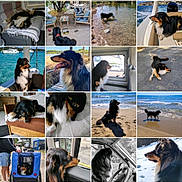 Mojo participe au concours pour gagner de l'argent avec cette photo : animal, beach, boat, car, dog, grass, happy, indoor, lying_down, nature, outdoor, pet, playing, portrait, relaxed, sitting, snow, walking, water, window