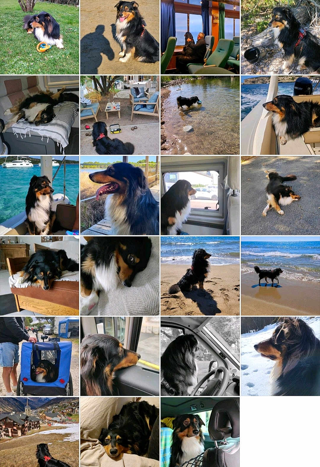 Mojo participe au concours pour gagner de l'argent avec cette photo : animal, beach, boat, car, dog, grass, happy, indoor, lying_down, nature, outdoor, pet, playing, portrait, relaxed, sitting, snow, walking, water, window