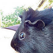 Sirkis participe au concours pour gagner de l'argent avec cette photo : degu, fauna, fur, gerbil, guinea_pig, mammal, rat, rodent, snout, whiskers