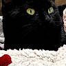 alert, animal, black_cat, blanket, cardboard_box, cat, close_up, cozy, curious, domestic_cat, feline, fur, green_eyes, indoor, pet, portrait, resting, shadow, soft_texture, whiskers