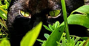 Loostik participe au concours pour gagner de l'argent avec cette photo : black_cat, green_eyes, foliage, plants, flowers, nature, outdoor, animal, predator, camouflage, stealth, close_up, wildlife, greenery, pet, mammal, eye_contact, sunlight, shadow, curious