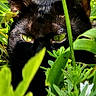 animal, black_cat, camouflage, close_up, curious, eye_contact, flowers, foliage, green_eyes, greenery, mammal, nature, outdoor, pet, plants, predator, shadow, stealth, sunlight, wildlife
