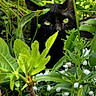 animal, black_cat, branch, camouflage, closeup, curious, daylight, flowers, foliage, garden, green_eyes, hidden, leaves, mystery, nature, outdoor, plants, quiet, stem, wildlife