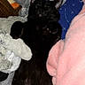 animal, bed, black_cat, blanket, blue_bedspread, cat, comfort, cozy, cute, fur, gray_toy, indoor, pet, pink_blanket, plush_toy, relaxing, resting, sleeping, soft, stuffed_animal