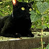 Loostik a rejoint le concours — aidez-le/la à gagner de superbes lots ! black_cat, cat, animal, outdoor, nature, greenery, leaves, plant, wildlife, yellow_eyes, feline, resting, sunlight, concrete, garden, close_up, wild, pet, mammal, forest