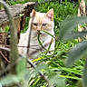 animal, blue_eyes, branches, cat, cream_colored, curious, daylight, feline, foliage, garden, grass, greenery, hidden, log, nature, outdoor, photography, plants, wildlife, wood