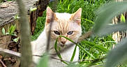 Blanco a rejoint le concours — aidez-le/la à gagner de superbes lots ! animal, blue_eyes, branches, cat, closeup, cream_colored, curious, daylight, feline, garden, grass, greenery, hiding, nature, outdoor, pet, plants, sitting, wildlife, wood
