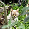 animal, blue_eyes, branches, cat, closeup, cream_colored, curious, daylight, feline, garden, grass, greenery, hiding, nature, outdoor, pet, plants, sitting, wildlife, wood