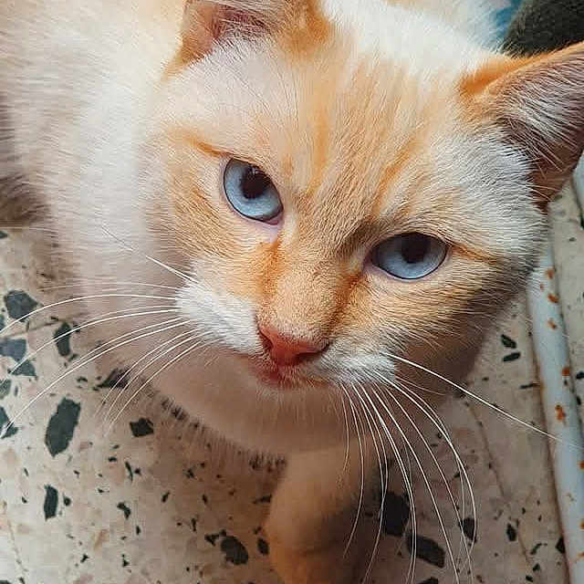 Blanco