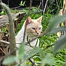 Blanco participe au concours pour gagner de l'argent avec cette photo : animal, bench, blue_eyes, branches, cat, closeup, cream_colored, curious, daylight, focus, fur, garden, grass, greenery, nature, outdoor, pet, watermark, wildlife, wood_log