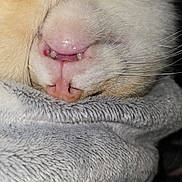 Blanco a rejoint le concours — aidez-le/la à gagner de superbes lots ! animal, cat, close_up, cozy, cute, face, fur, gray_fabric, indoor, macro, nose, pet, pink_nose, relaxed, resting, sleeping, soft_texture, teeth, upside_down, whiskers