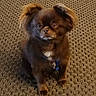 dog, small_dog, brown_fur, white_patch, pet, indoor, carpet, sitting, ears_up, fluffy, cute, animal, paw, looking, fur, domestic_animal, companion, mammal, cute_pet, relaxed