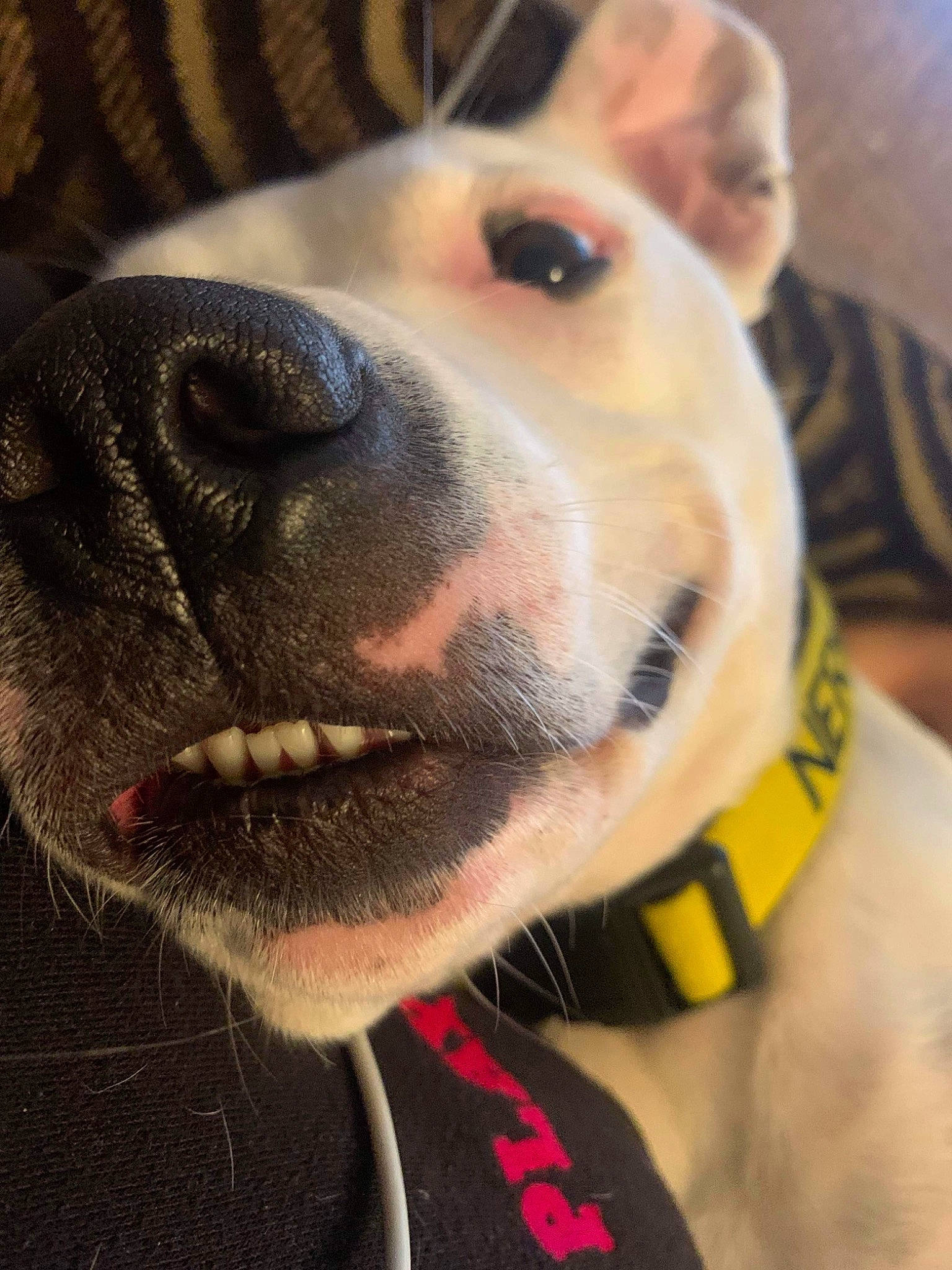 Cartel joined the competition — help win amazing prizes! canidae, carnivore, collar, companion_dog, dog, dog_breed, dog_collar, fawn, fur, jaw, leash, lifejacket, personal_protective_equipment, pet_supply, selfie, smile, snout, sporting_group, whiskers, working_animal