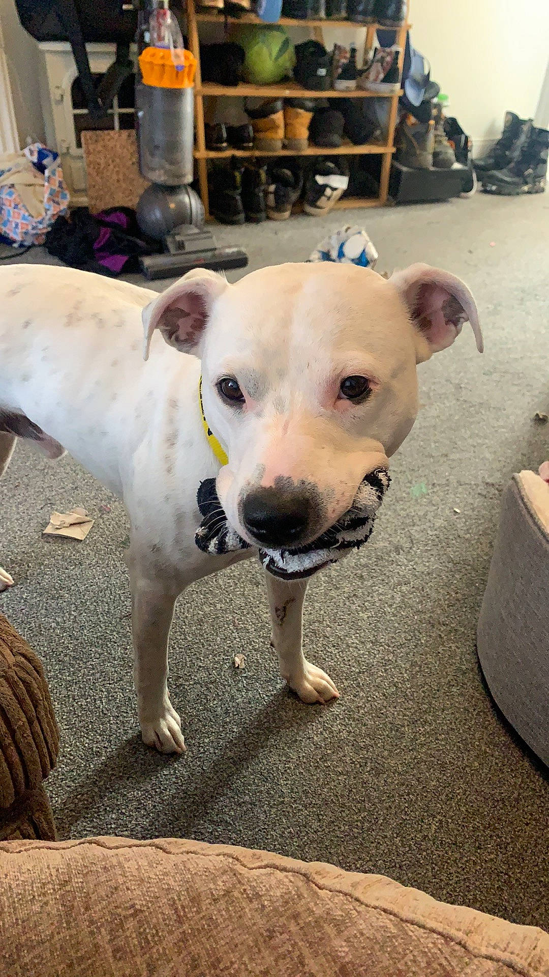 Cartel is registered to the contest to win money with this photo: canidae, carnivore, chair, collar, companion_dog, dog, dog_breed, dog_clothes, dog_collar, dog_supply, eye, fawn, leash, pet_supply, puppy, snout, sporting_group, street_dog, whiskers, working_animal