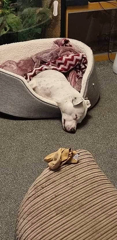 Cartel is registered to the contest to win money with this photo: art, carnivore, comfort, companion_dog, dog, dog_breed, dress, fawn, felidae, floor, flooring, grass, grey, linens, sculpture, small_to_medium_sized_cats, snout, statue, tail, wood