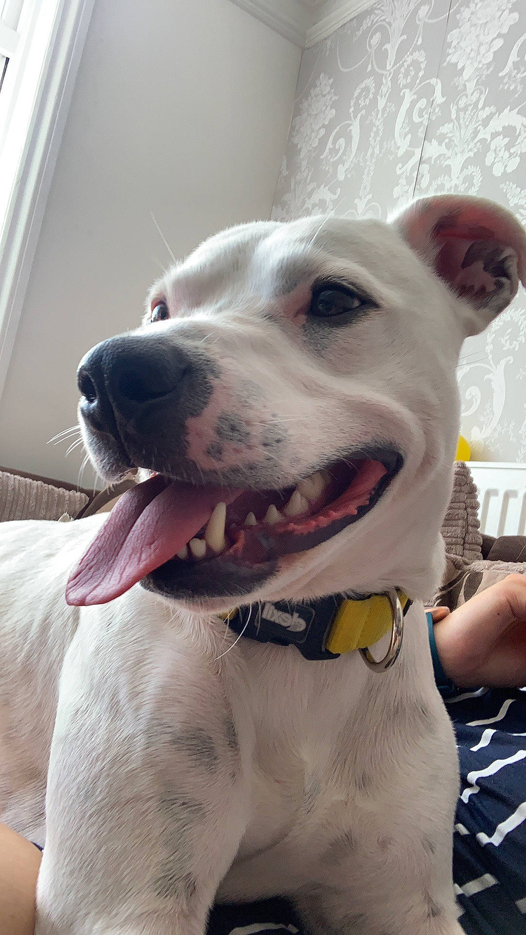 Cartel is registered to the contest to win money with this photo: canidae, carnivore, collar, companion_dog, dog, dog_breed, dog_collar, fang, fawn, fur, jaw, leash, mammal, pet_supply, smile, snout, sporting_group, vertebrate, whiskers, working_animal