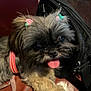 Bella joined the competition — help win amazing prizes! dog, pet, fluffy, tongue_out, hair_clips, pink, green, collar, leash, bag, indoor, floor, closeup, cute, animal, companion, fur, resting, playful, small_dog
