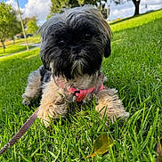 Bella joined the competition — help win amazing prizes! dog, puppy, grass, outdoor, park, leash, harness, black_fur, brown_fur, cute, pet, animal, nature, sunlight, tree, greenery, closeup, lying_down, fluffy, summer