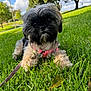 dog, puppy, grass, outdoor, park, leash, harness, black_fur, brown_fur, cute, pet, animal, nature, sunlight, tree, greenery, closeup, lying_down, fluffy, summer