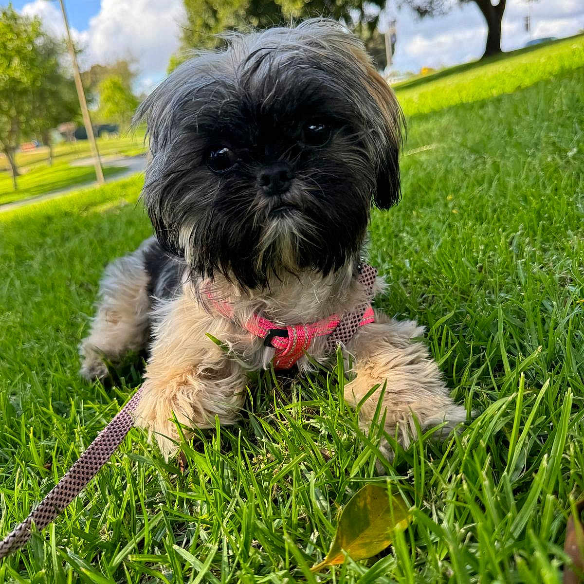 Bella joined the competition — help win amazing prizes! animal, black_fur, brown_fur, closeup, cute, dog, fluffy, grass, greenery, harness, leash, lying_down, nature, outdoor, park, pet, puppy, summer, sunlight, tree