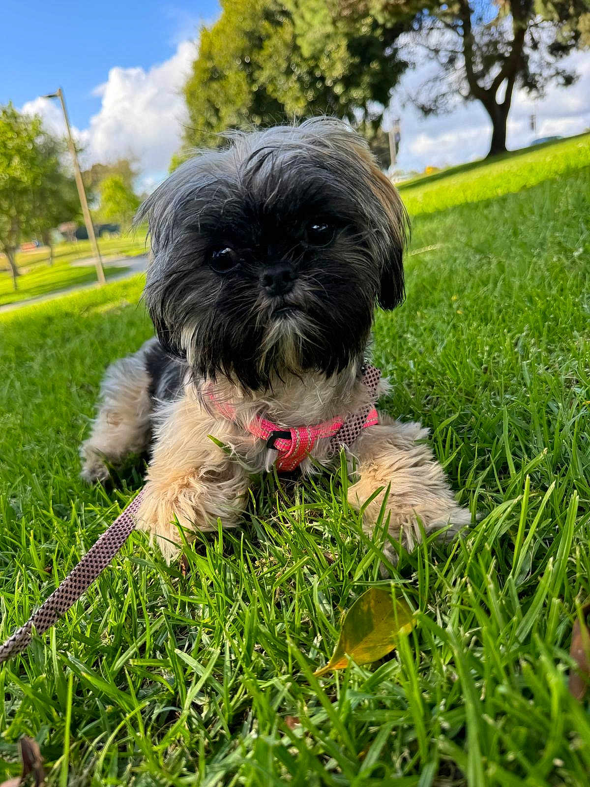 Bella joined the competition — help win amazing prizes! dog, puppy, grass, outdoor, park, leash, harness, black_fur, brown_fur, cute, pet, animal, nature, sunlight, tree, greenery, closeup, lying_down, fluffy, summer