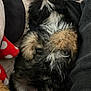 Bella joined the competition — help win amazing prizes! dog, puppy, fluffy, lying_down, paws, fur, indoor, cushion, blanket, floor, wooden_floor, relaxed, pet, cute, cozy, resting, animal, small_dog, black_and_tan, white_fur