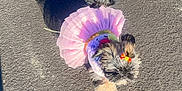 Bella joined the competition — help win amazing prizes! dog, small_dog, tutu, pink_clothing, bow, outdoor, sunlight, pavement, cute, fluffy, pet, animal, walking, adorable, fashion, costume, playful, shadow, daylight, fun