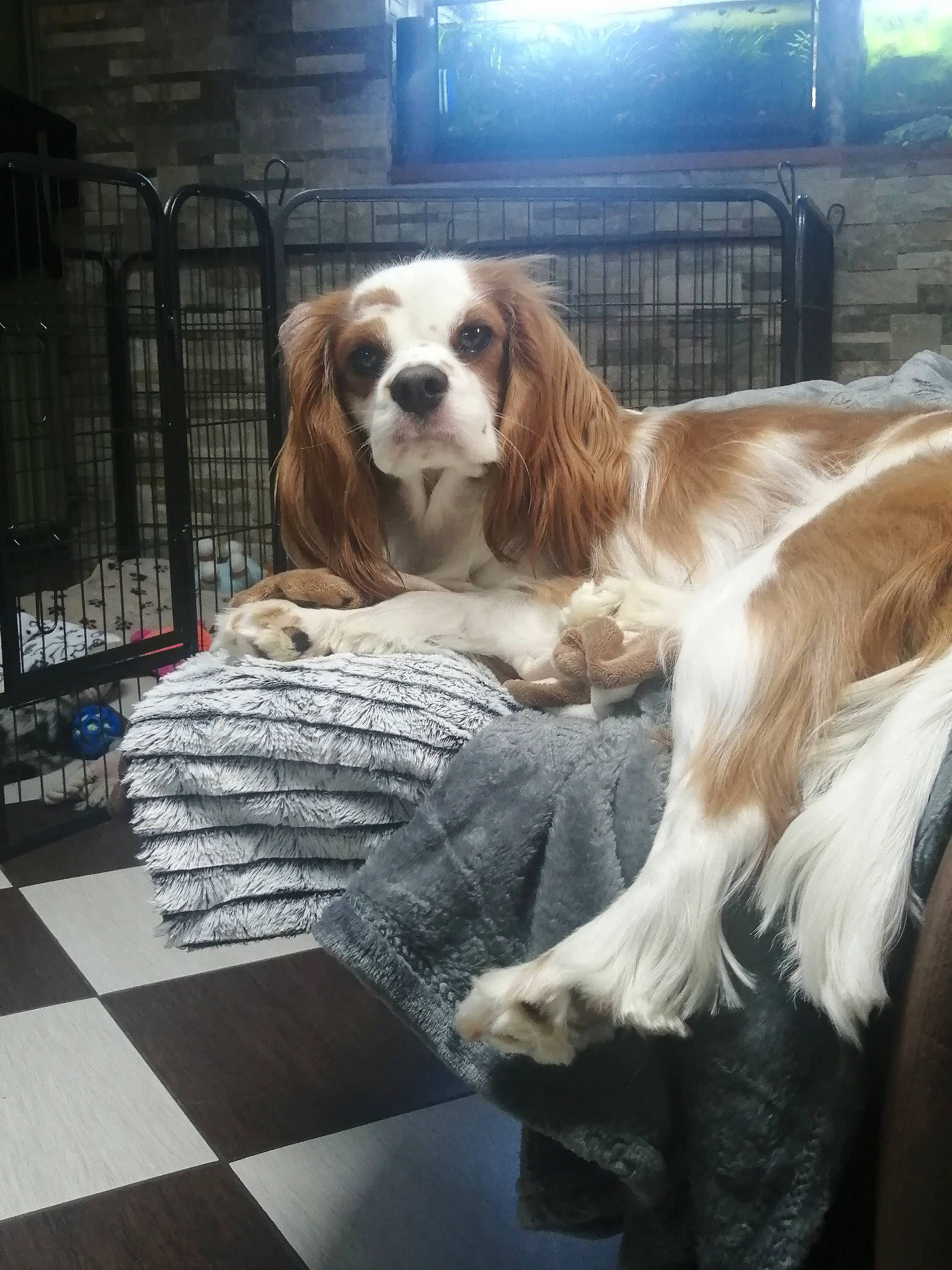 Lidzy participe au concours pour gagner de l'argent avec cette photo : canidae, carnivore, cavalier_king_charles_spaniel, cocker_spaniel, companion_dog, dog, dog_breed, fawn, fur, gun_dog, liver, natural_material, pet_supply, snout, spaniel, sporting_group, working_animal