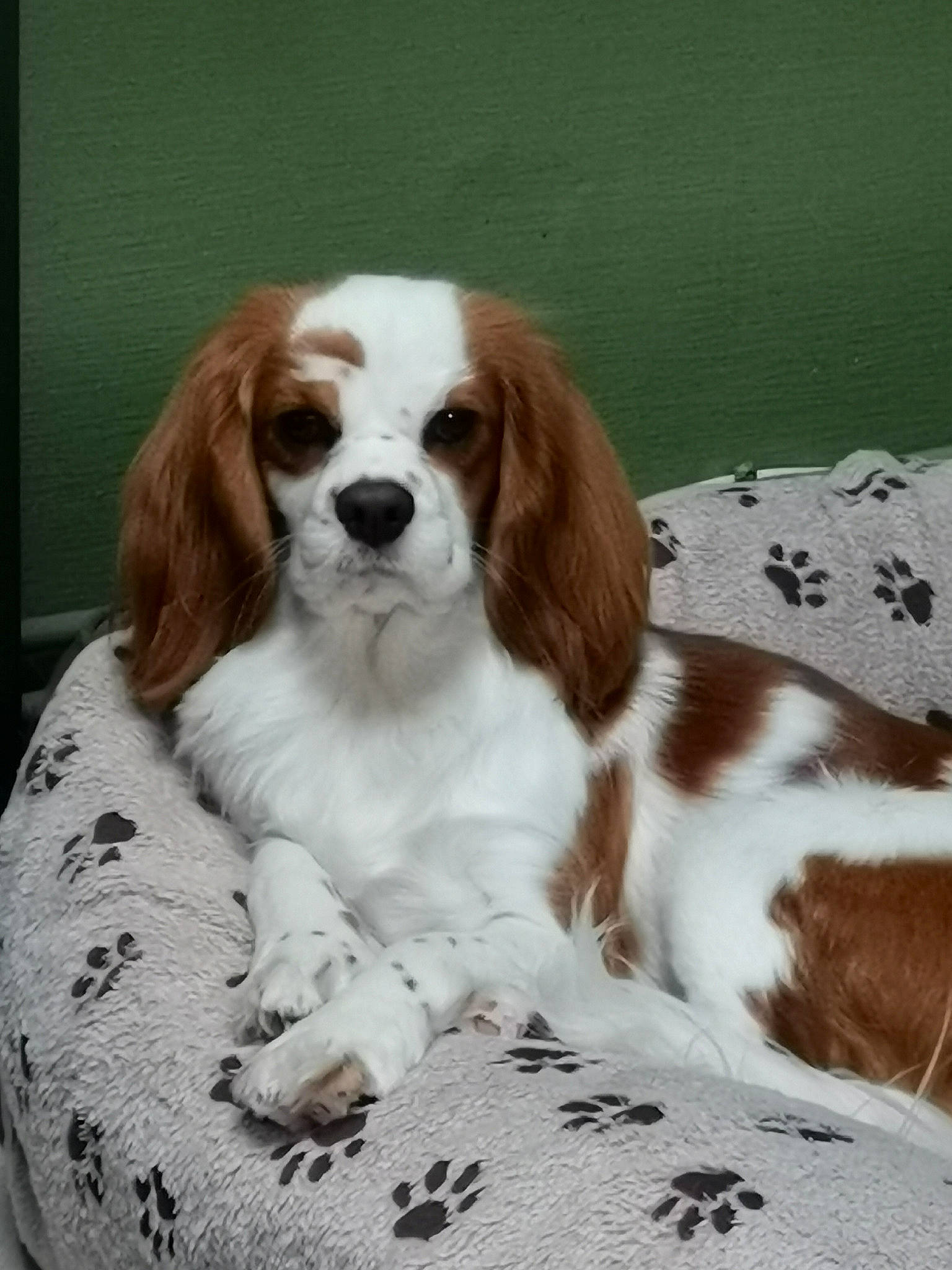 Lidzy participe au concours pour gagner de l'argent avec cette photo : canidae, carnivore, cavalier_king_charles_spaniel, companion_dog, dog, dog_breed, fawn, fur, linens, liver, mammal, snout, spaniel, sporting_group, vertebrate, working_animal, working_dog