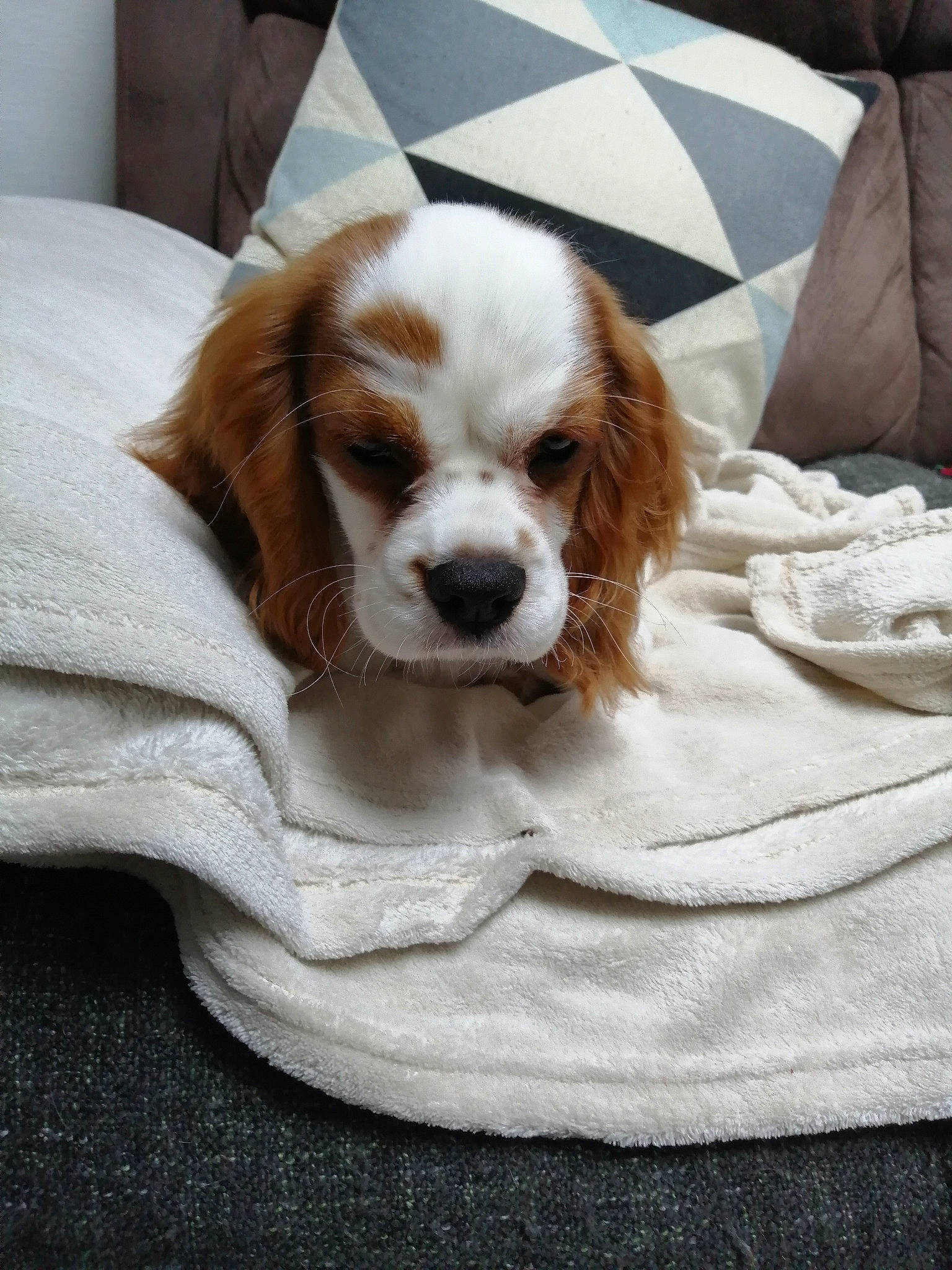 Lidzy participe au concours pour gagner de l'argent avec cette photo : beige, brown, canidae, carnivore, cavalier_king_charles_spaniel, comfort, companion_dog, dog, dog_breed, fawn, fur, linens, liver, snout, spaniel, sporting_group, sweater, textile, vertebrate, working_animal