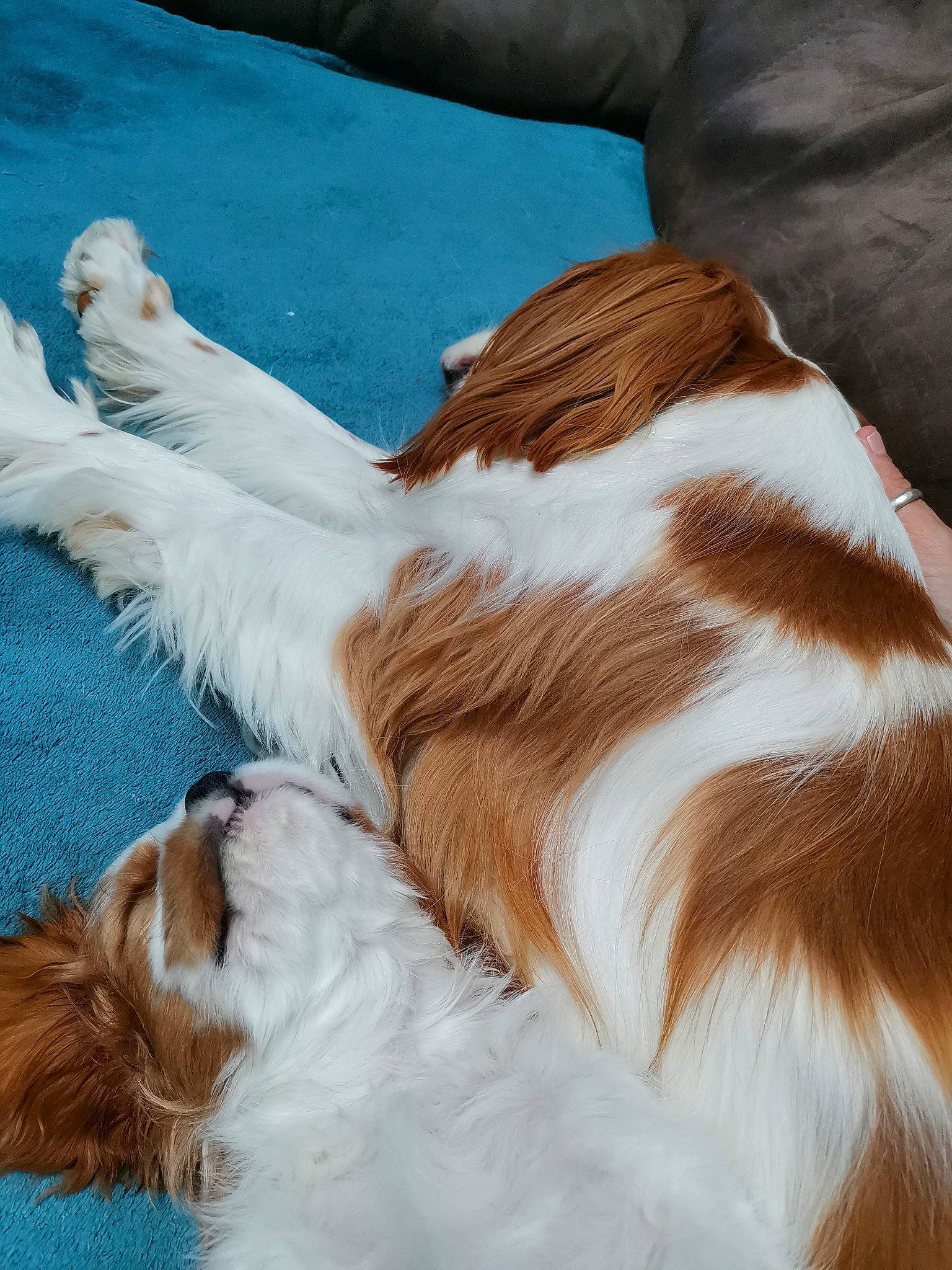 Boulette participe au concours pour gagner de l'argent avec cette photo : canidae, carnivore, companion_dog, dog, dog_breed, fawn, fur, liver, snout, sporting_group, vertebrate, working_animal