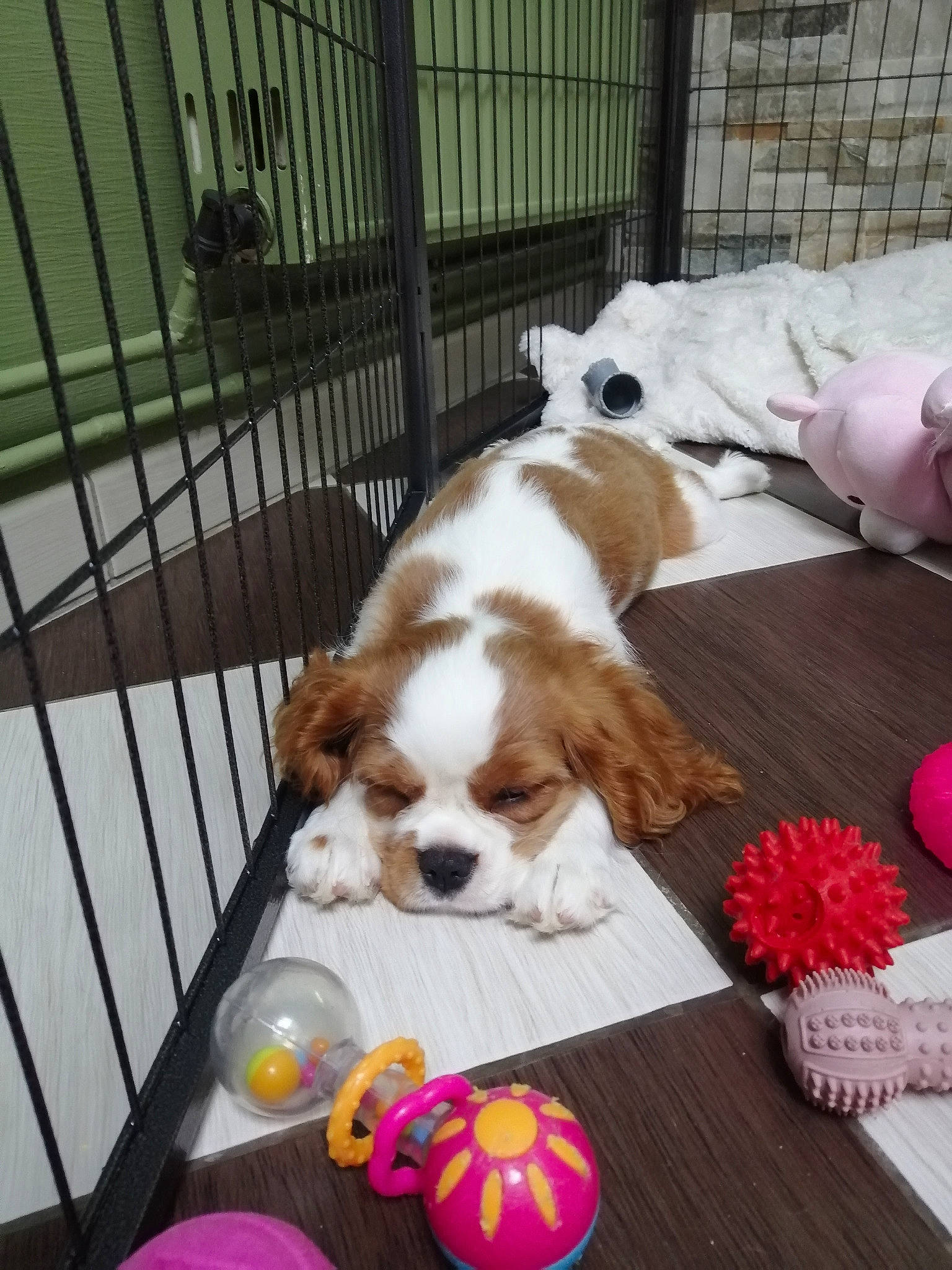 Boulette a rejoint le concours — aidez-le/la à gagner de superbes lots ! animal_shelter, cage, canidae, carnivore, cavalier_king_charles_spaniel, companion_dog, dog, dog_breed, dog_supply, fawn, iron, king_charles_spaniel, liver, pet_supply, pink, spaniel, sporting_group, toy_dog, vertebrate, working_animal