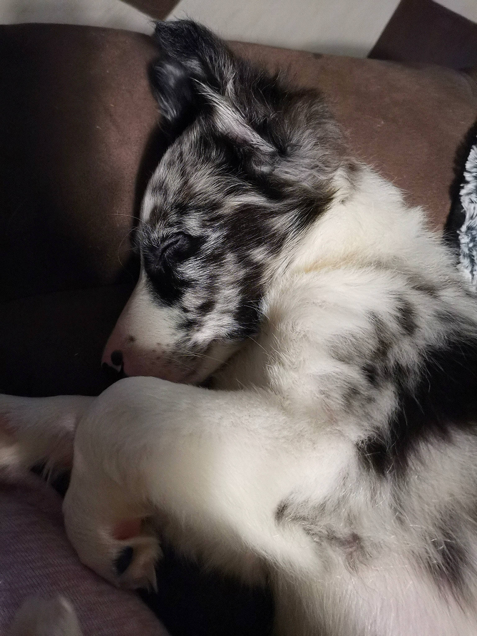 Sky a rejoint le concours — aidez-le/la à gagner de superbes lots ! canidae, carnivore, comfort, couch, dog, dog_breed, fur, living_room, nap, sleep, snout, terrestrial_animal, whiskers, working_animal, working_dog