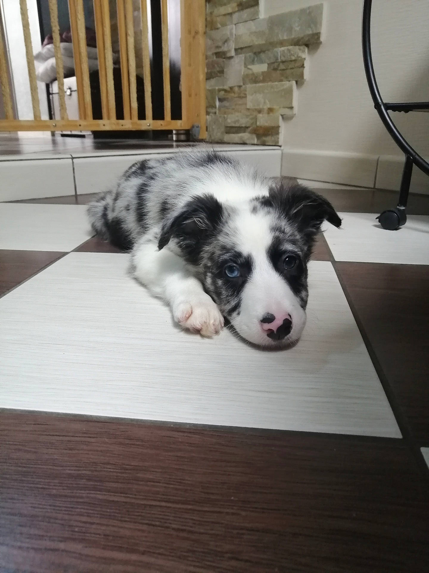 Sky participe au concours pour gagner de l'argent avec cette photo : canidae, carnivore, companion_dog, dog, dog_breed, floor, flooring, fur, hardwood, home, laminate_flooring, mammal, snout, sporting_group, vertebrate, wood, wood_flooring, wood_stain, working_animal, working_dog