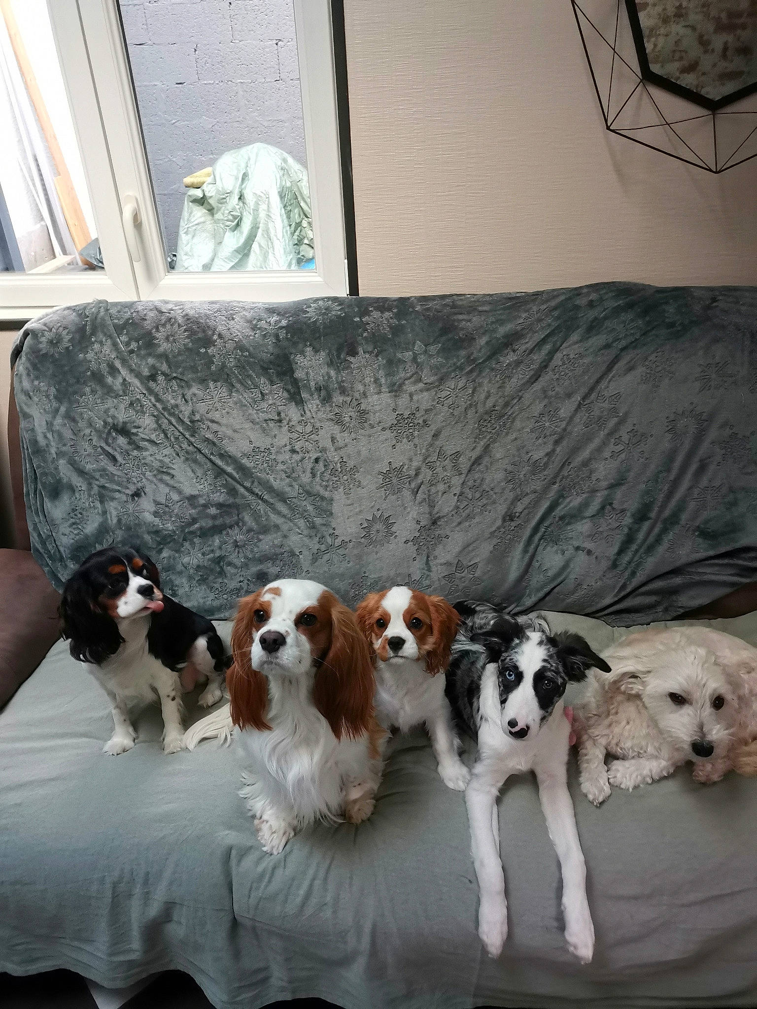 Sky participe au concours pour gagner de l'argent avec cette photo : canidae, carnivore, companion_dog, couch, daylighting, dog, dog_breed, fur, home, interior_design, liver, living_room, room, sporting_group, studio_couch, vertebrate, window_treatment, working_animal, working_dog