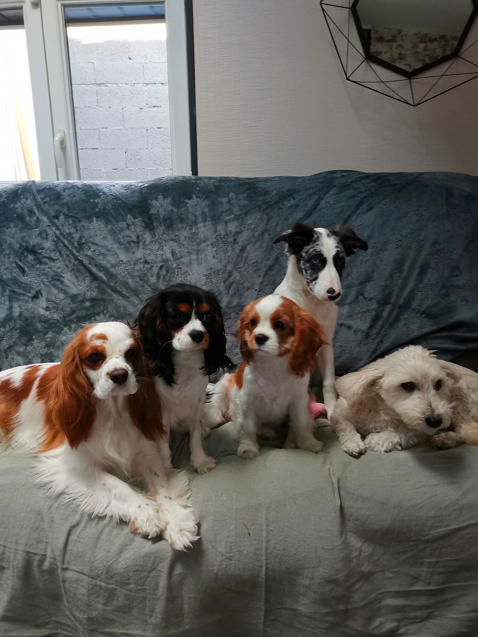 Sky participe au concours pour gagner de l'argent avec cette photo : ancient_dog_breeds, canidae, carnivore, companion_dog, couch, dog, dog_breed, fur, gun_dog, interior_design, liver, living_room, mammal, picture_frame, snout, spaniel, sporting_group, vertebrate, working_animal, working_dog