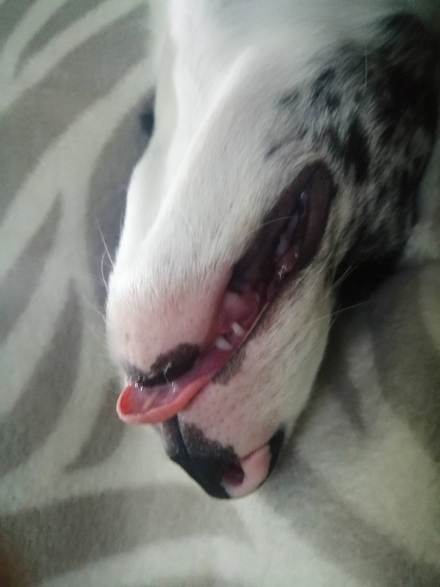 Sky a rejoint le concours — aidez-le/la à gagner de superbes lots ! canidae, carnivore, close_up, collar, companion_dog, dog, dog_breed, fang, jaw, organ, snout, sporting_group, terrestrial_animal, tongue, tooth, vertebrate, whiskers, working_animal