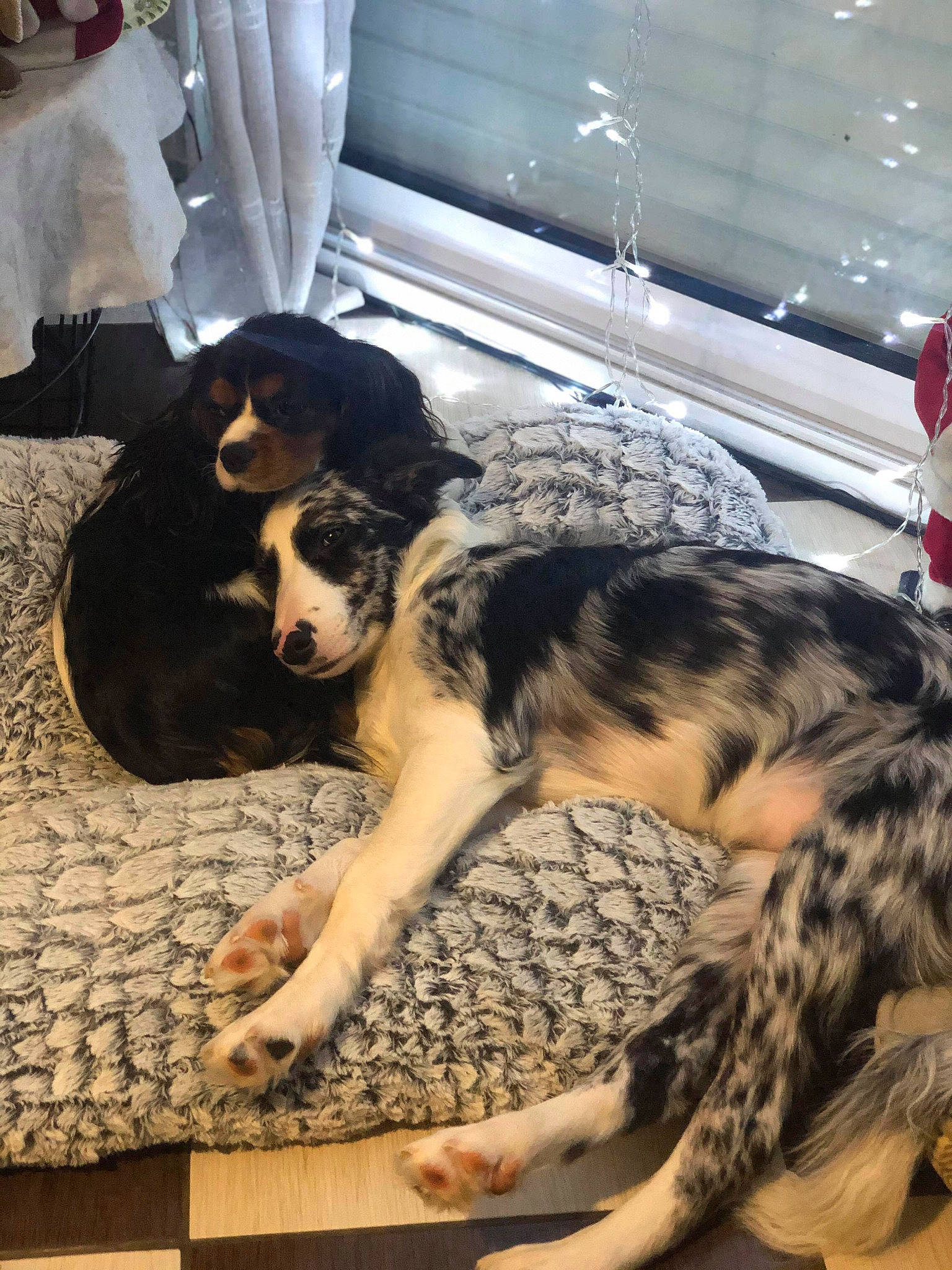 Ella a rejoint le concours — aidez-le/la à gagner de superbes lots ! canidae, carnivore, companion_dog, curtain, dog, dog_breed, foot, fur, interior_design, paw, snout, sporting_group, terrestrial_animal, toe, vertebrate, window_blind, window_covering, window_treatment, working_animal