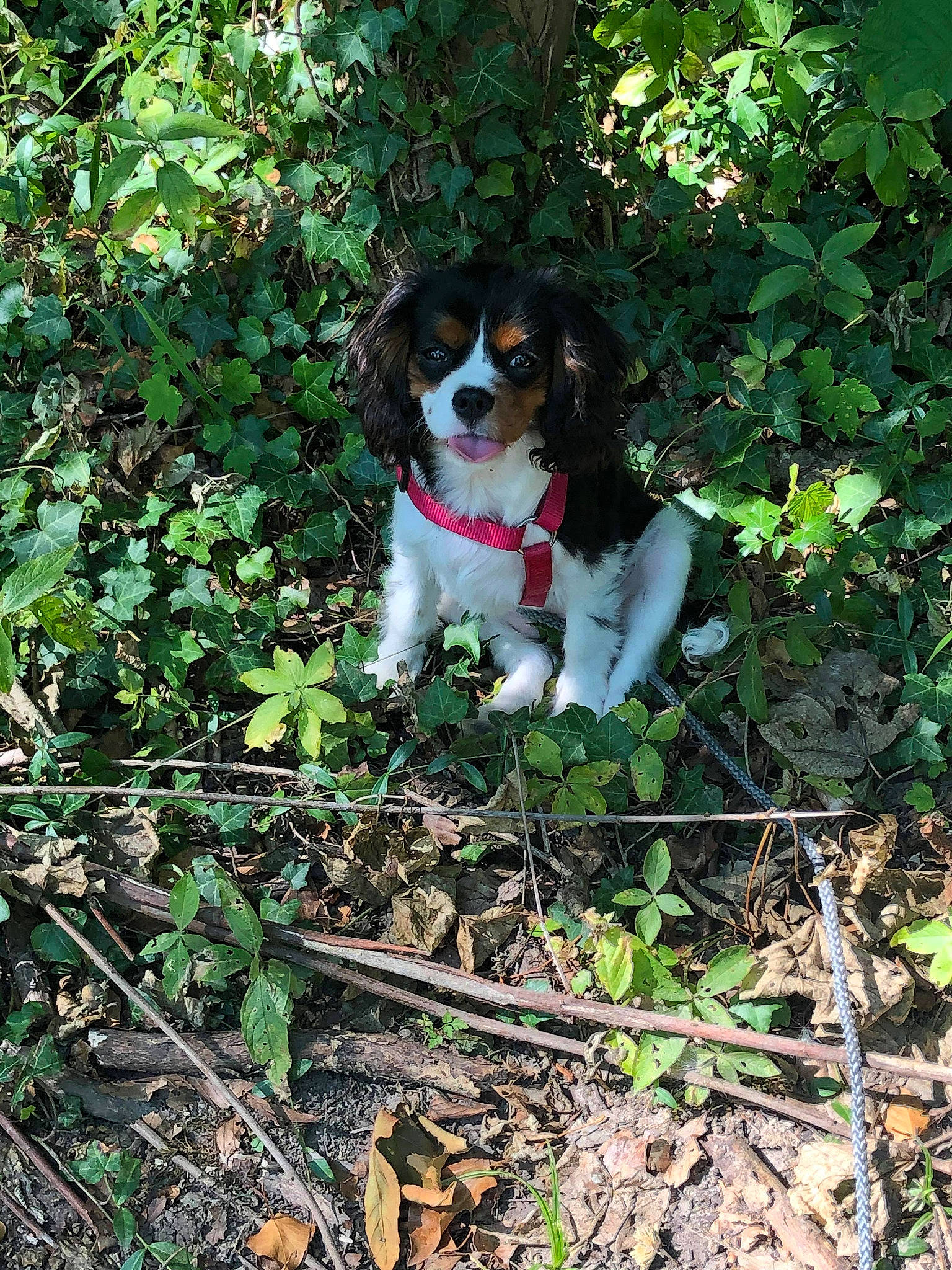 Ella participe au concours pour gagner de l'argent avec cette photo : beaglier, canidae, carnivore, companion_dog, dog, dog_breed, green, groundcover, gun_dog, liver, mammal, sporting_group, subshrub, working_animal, working_dog