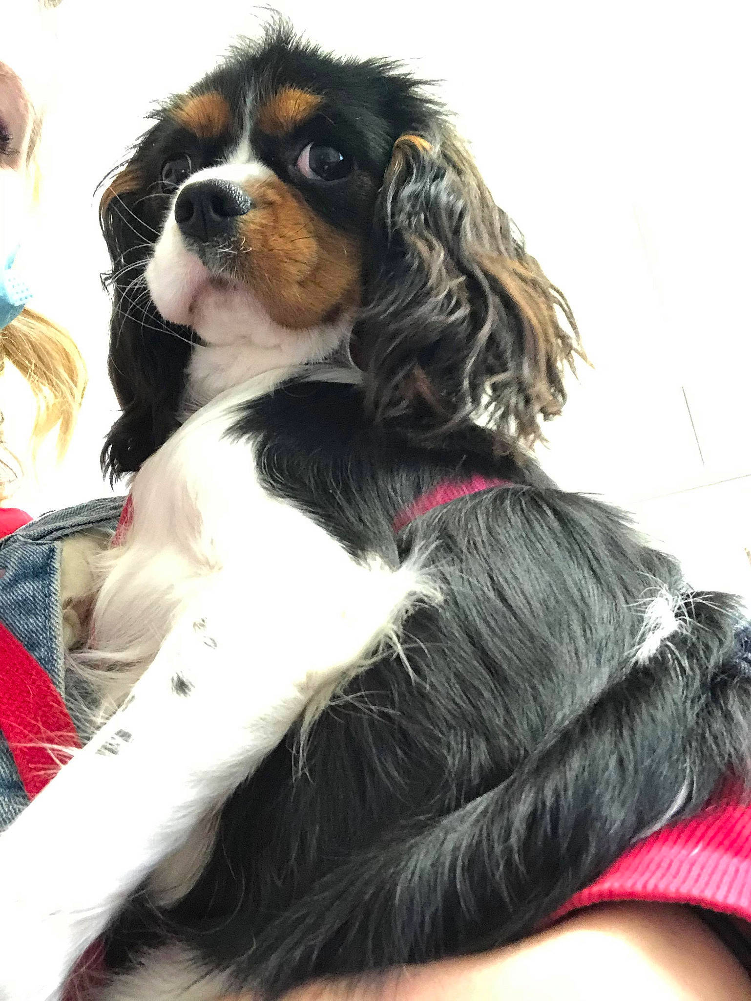 Ella participe au concours pour gagner de l'argent avec cette photo : canidae, carnivore, cavalier_king_charles_spaniel, cocker_spaniel, collar, companion_dog, dog, dog_breed, dog_collar, dog_supply, fur, king_charles_spaniel, liver, pet_supply, snout, spaniel, sporting_group, vertebrate, working_animal, working_dog
