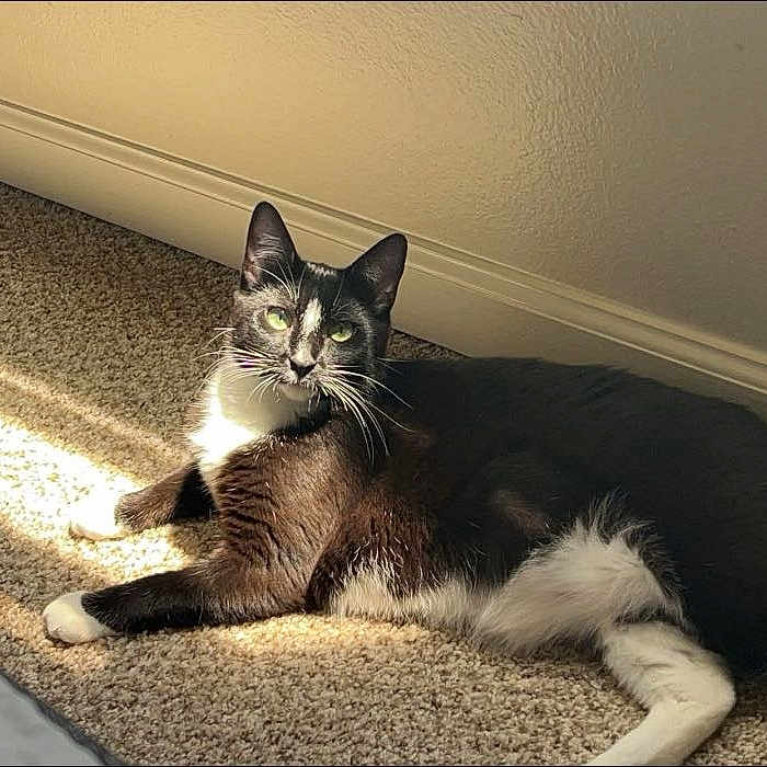 Roofie is registered to the contest to win money with this photo: abyssinian, animal, cat, egyptiancat, hardwood, homedecor, indoors, interiordesign, kitten, manx, mat, pet, stainedwood, wood